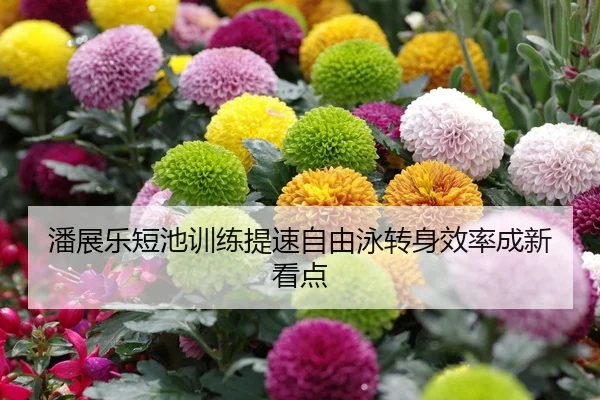 潘展乐短池训练提速自由泳转身效率成新看点